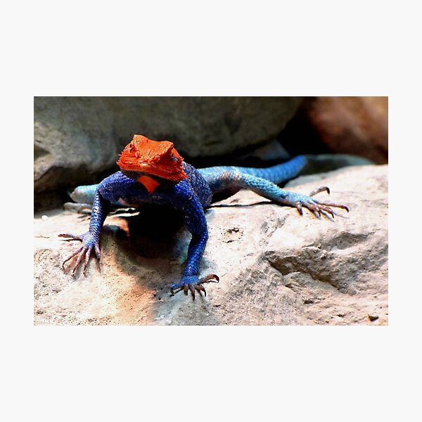Rainbow Agama Photographic Print