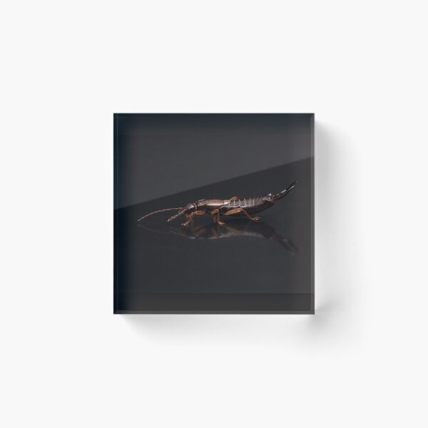 Item preview, European Earwig Portrait designed and sold by Dan Newton.