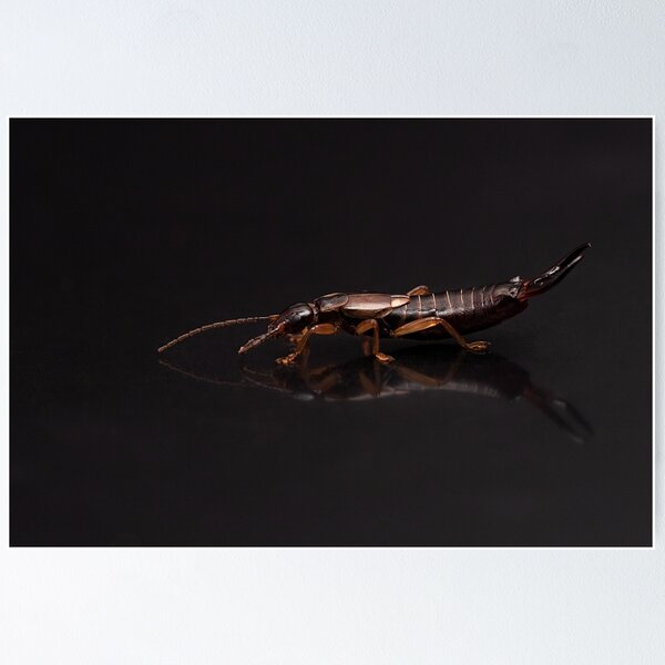 Item preview, European Earwig Portrait designed and sold by Dan Newton.