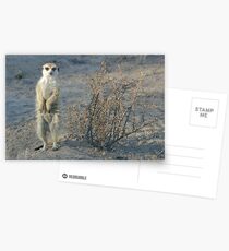The meerkat bush Postcards