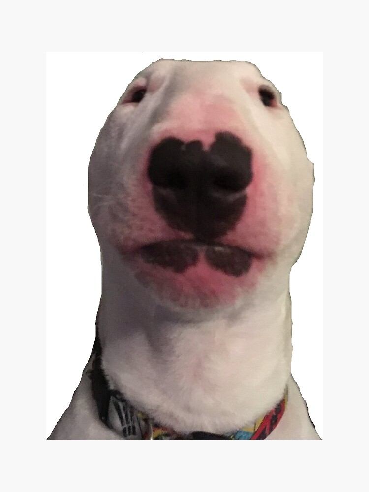 Awkward (kinda ugly-cute) selfie dog transparnet