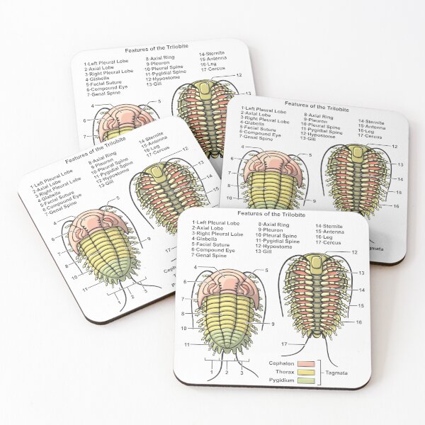 Item preview, Trilobite Morphology Diagram designed and sold by taylorcustom.