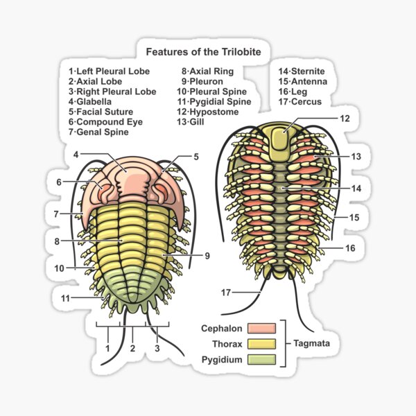 Item preview, Trilobite Morphology Diagram designed and sold by taylorcustom.
