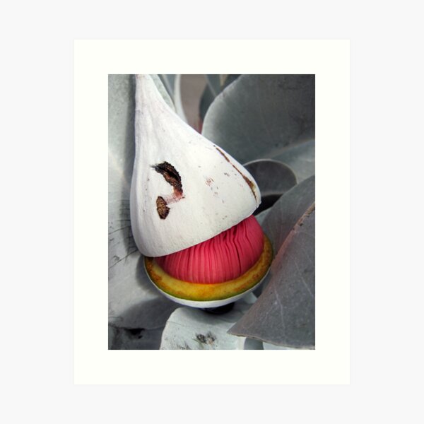 Beauty is born - Eucalyptus macrocarpa Art Print