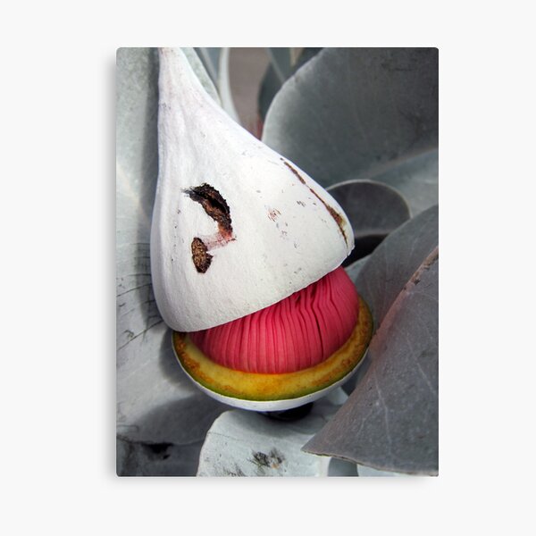 Beauty is born - Eucalyptus macrocarpa Canvas Print