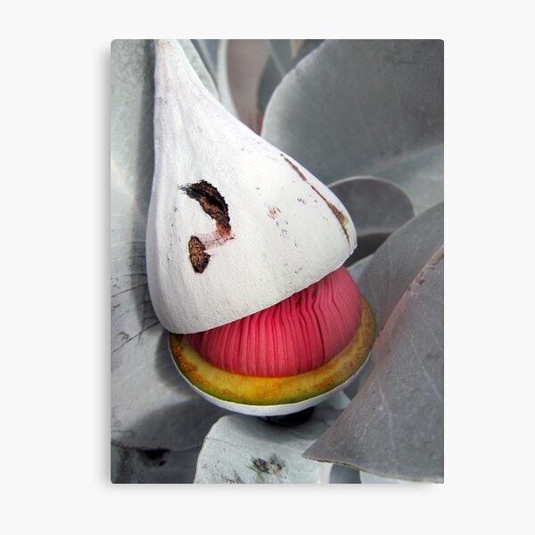Beauty is born - Eucalyptus macrocarpa Metal Print