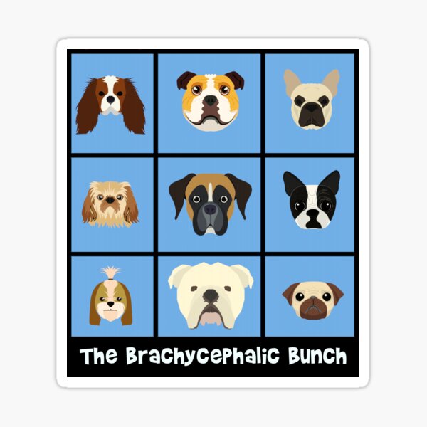 The Brachycephalic Bunch Sticker