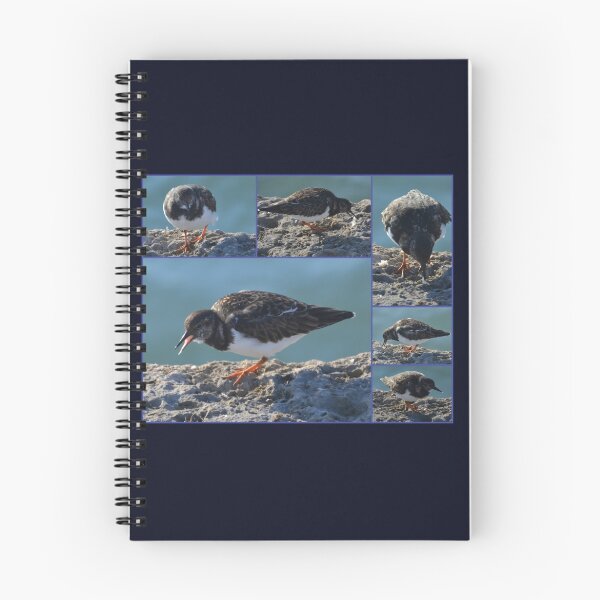 Item preview, A Turnstone at the Harbour,  Lyme, Dorset UK designed and sold by lynn carter.