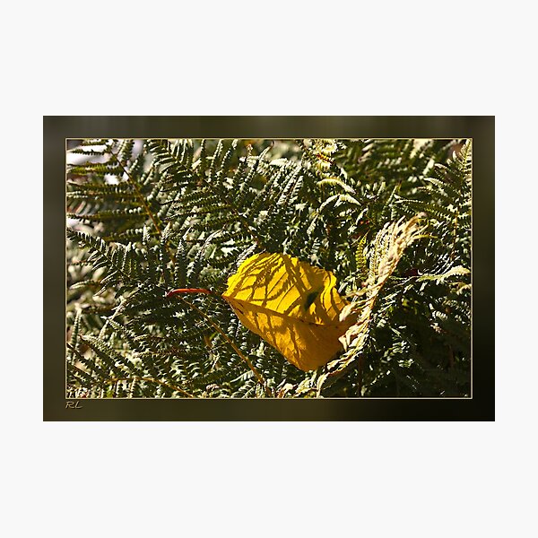 Item preview, AutumnLeaf in the Sunlight designed and sold by Roswitha Lorz.
