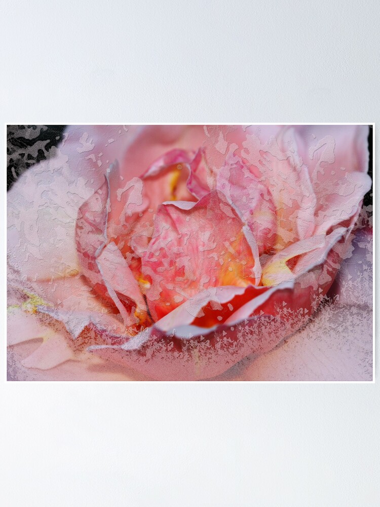 Thumbnail 1 of 3, Poster, Rose designed and sold by RosiLorz.