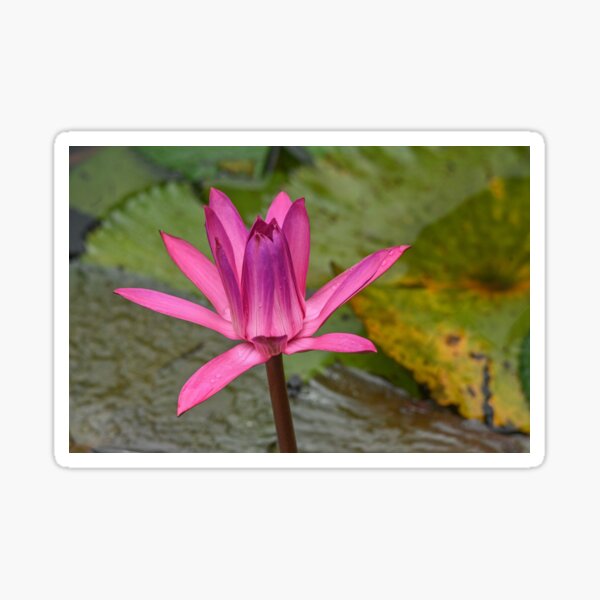 Pink Beauty Sticker