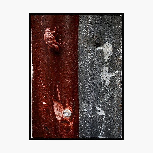 Cicada on tin shed Photographic Print