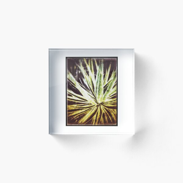 Plant Vintage look photography. Acrylic Block