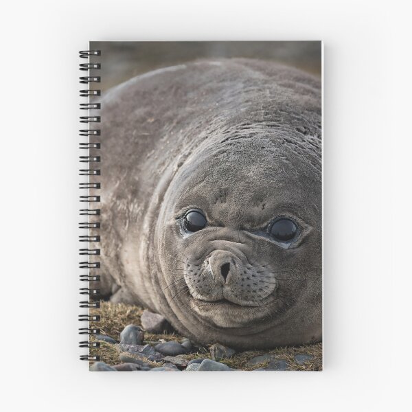 Item preview, Young Elephant Seal  designed and sold by Andrew Dickman.