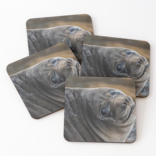 Item preview, Elephant Seal designed and sold by Andrew Dickman.