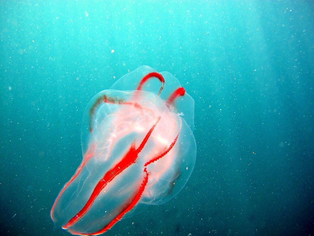 "Red Line Comb Jelly" by adamwilkins Redbubble