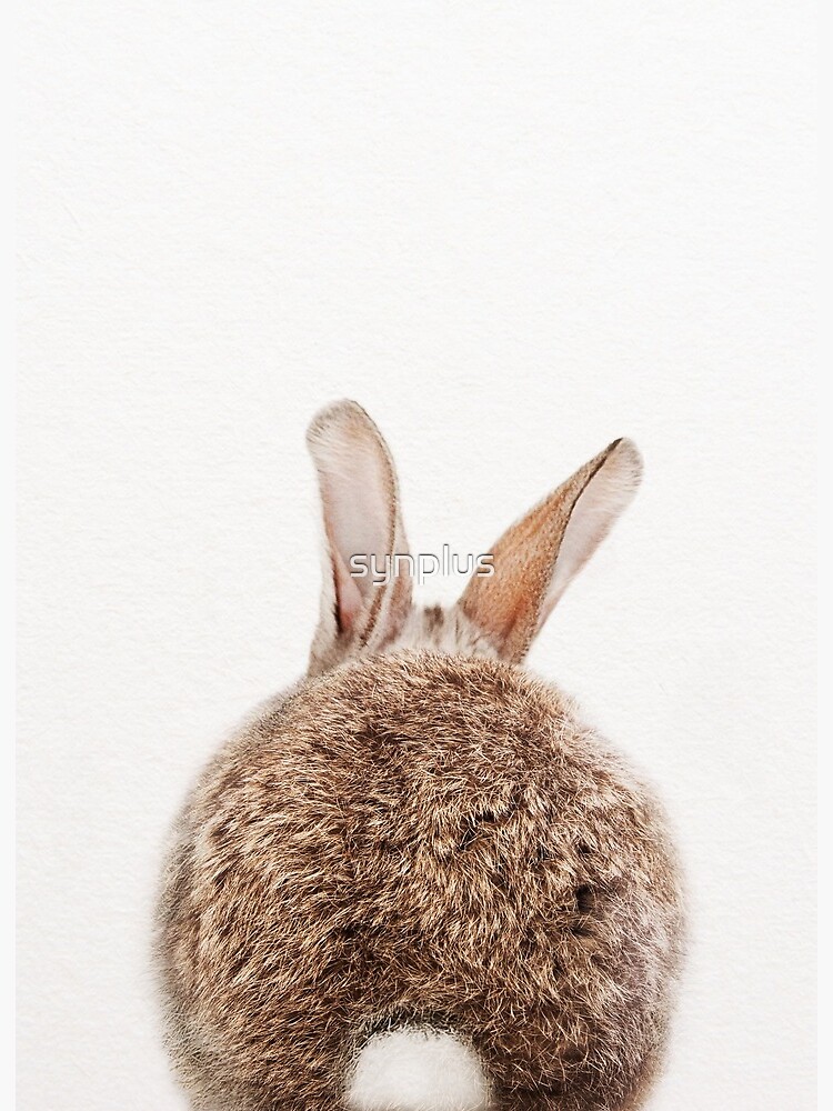 Impression Rigide Lapin Queue Bebe Lapin Bebe Animaux Art Print Par Synplus Par Synplus Redbubble