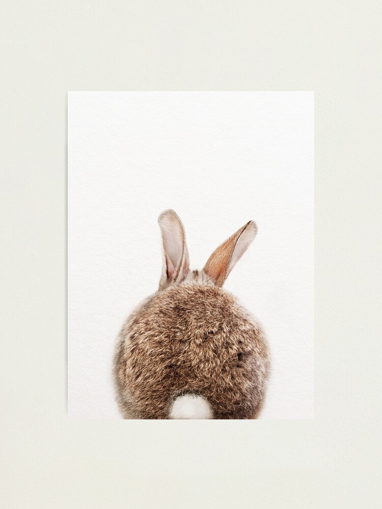 Impression Photo Lapin Queue Bebe Lapin Bebe Animaux Art Print Par Synplus Par Synplus Redbubble