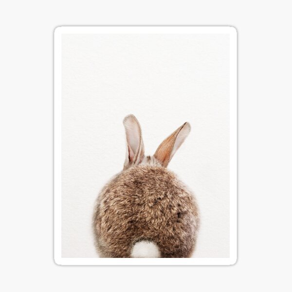 Bunny Tail, Baby Rabbit, Baby Animals Art Print by Synplus Sticker