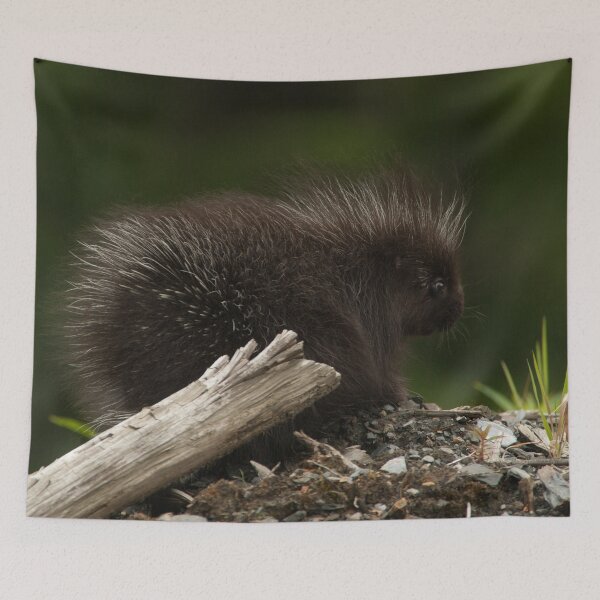 Item preview, Baby Porcupine designed and sold by StevenElliot.