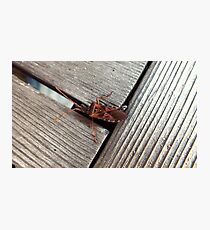 Wood Insect Photographic Print