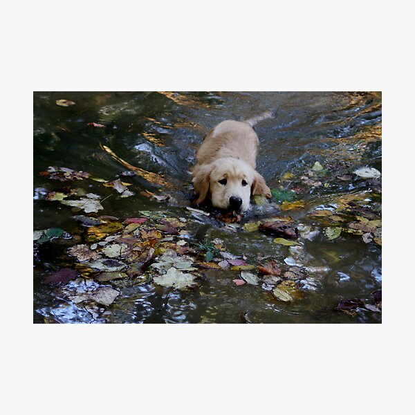 Item preview, Swimming Among Fallen Leaves designed and sold by goldnzrule.