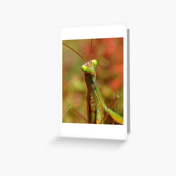 Praying Mantis Greeting Card