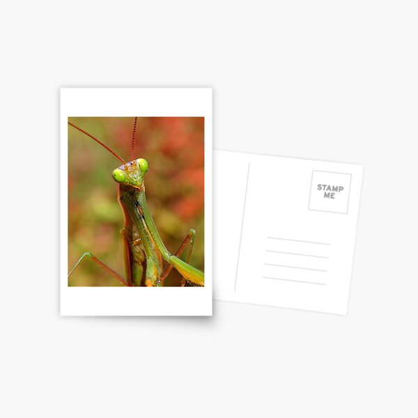 Praying Mantis Postcard