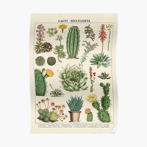 Succulent Wall Art Redbubble