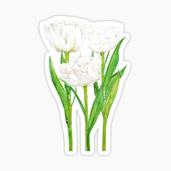 Aperçu de l'œuvre aquarelle de 3 tulipes blanches peintes à la main  créée et vendue par ColorandColor.