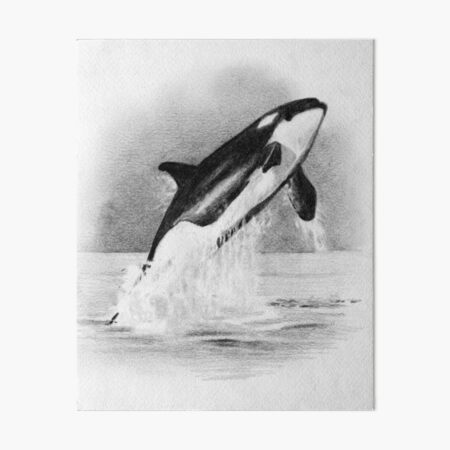 8x10 GLOSSY Photo Picture Orca Killer Whale 8 x 10 