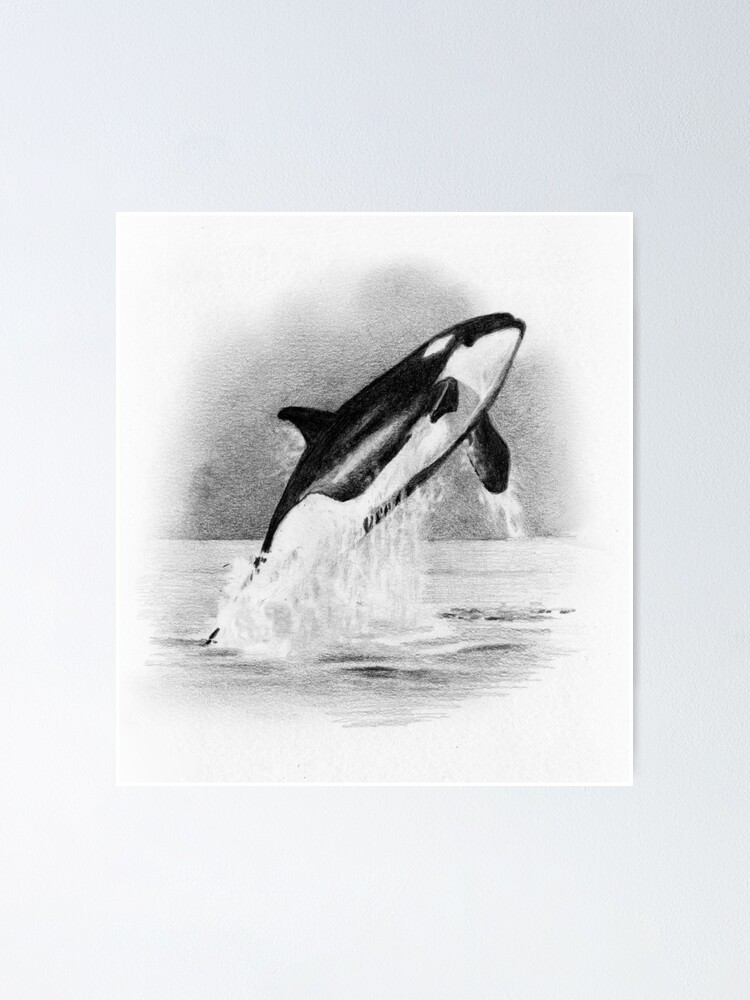 ORCA, Whale Breaching, Pencil Drawing, Wildlife, Marine Life
