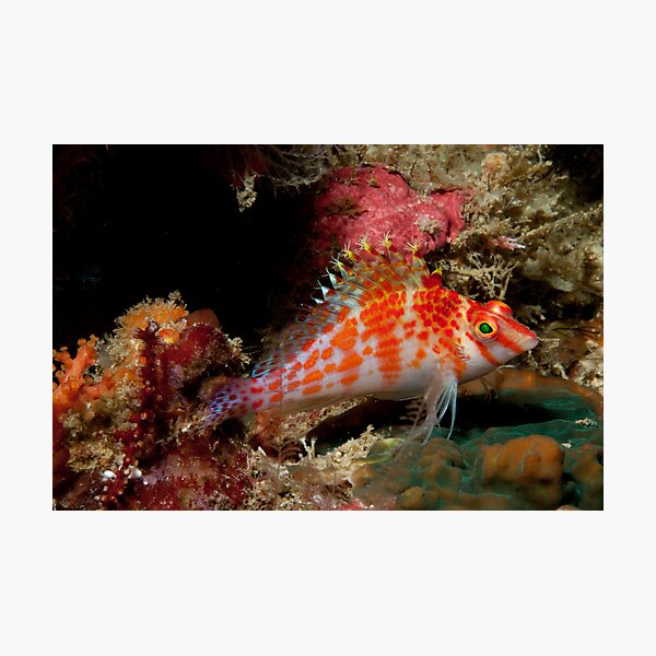 Pixy Hawkfish Photographic Print