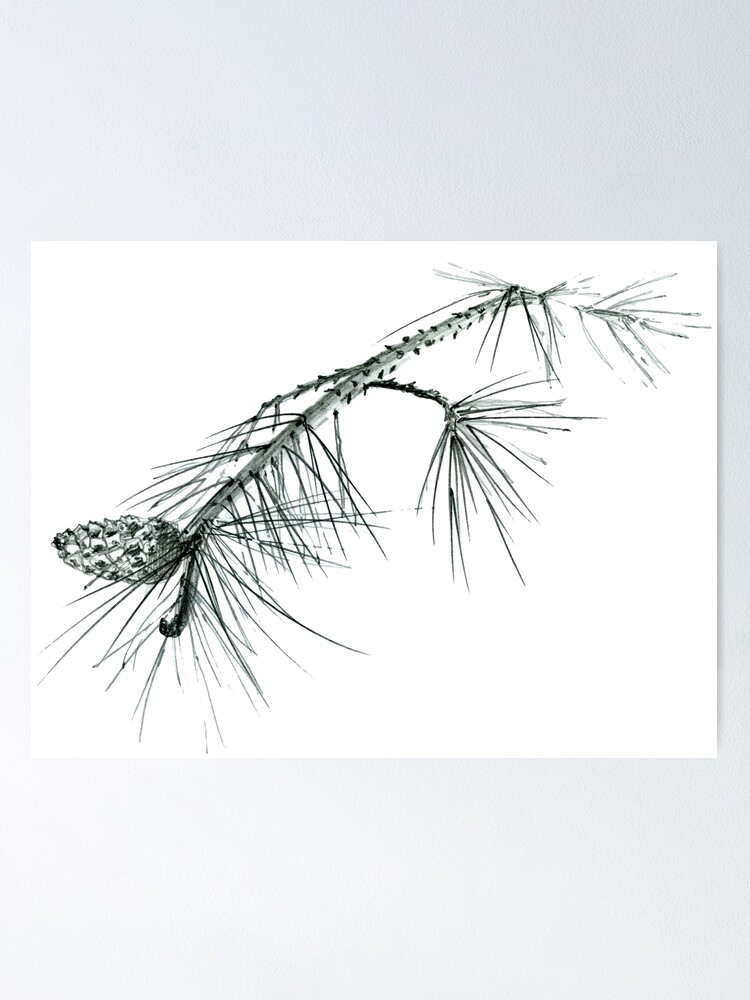 Sketch Of A Pine Branch Poster By Kakva Redbubble