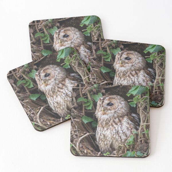 Item preview, Tawny owl (Strix aluco) designed and sold by Steve Liptrot Photography.