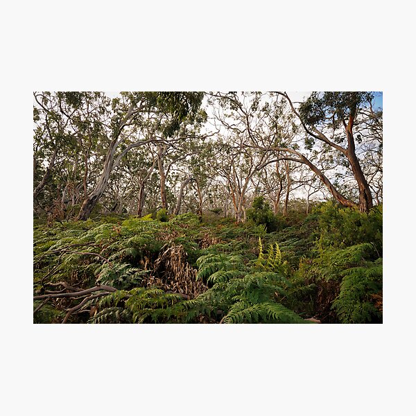 Cape Otway Photographic Print