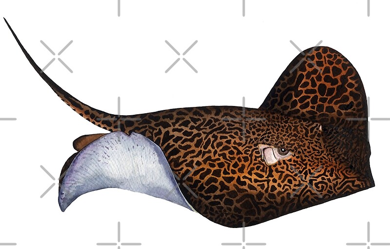 ripple leopard ray