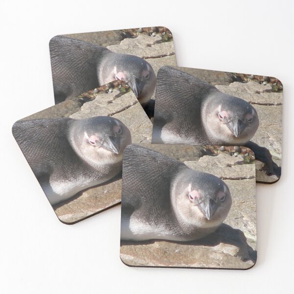 Item preview, Cute African Penguin Closeup Boulders Beach, Cape Town designed and sold by worldways.