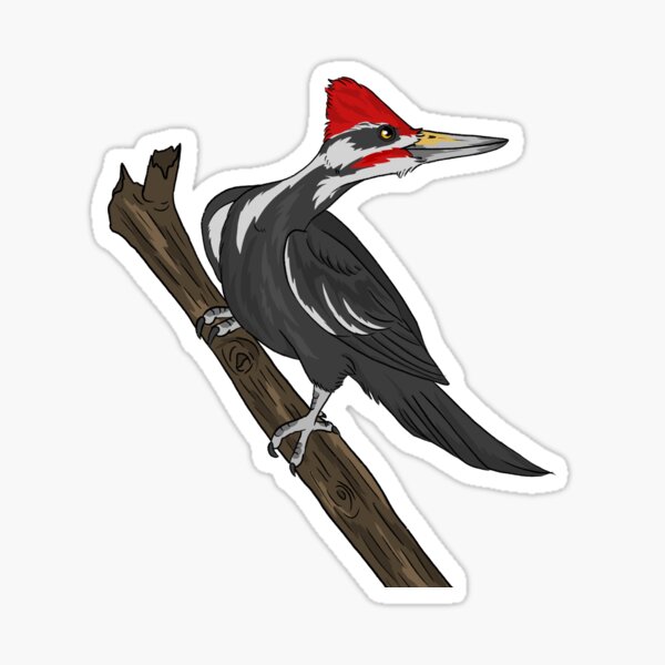 pileated woodpecker cartoon