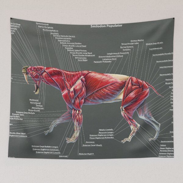 Item preview, Smilodon Populator Muscle Study designed and sold by Thedragonofdoom.