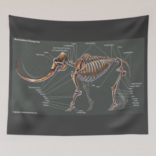 Item preview, Mammuthus Primigenius Skeletal Study designed and sold by Thedragonofdoom.