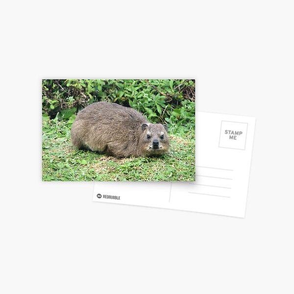 Item preview, Cute Dassie Rock Hyrax Table Mountain, South Africa designed and sold by worldways.