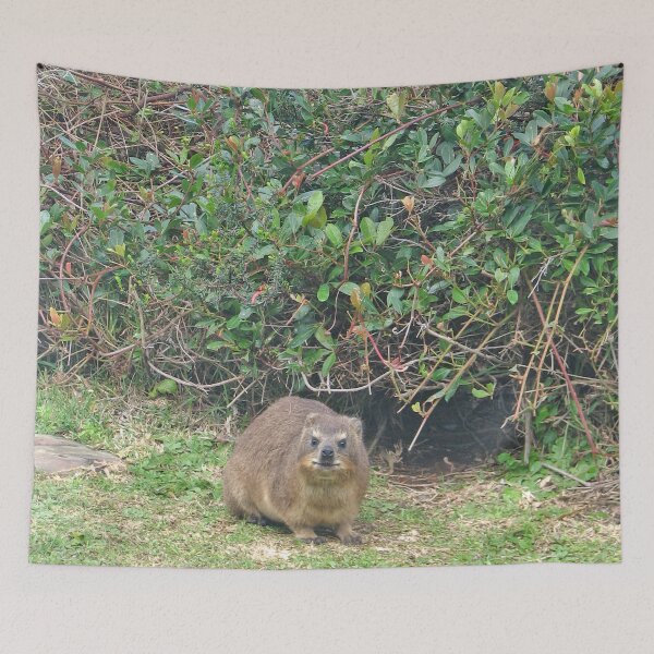 Item preview, Cute Rock Hyrax Dassie Table Mountain, South Africa designed and sold by worldways.