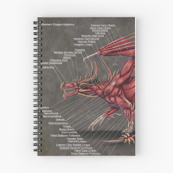 Item preview, Western Dragon Muscle Anatomy designed and sold by Thedragonofdoom.