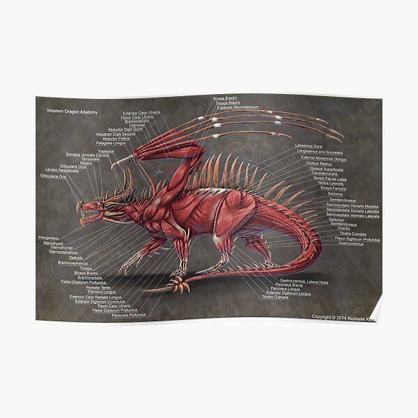 Western Dragon Muscle Anatomy Poster