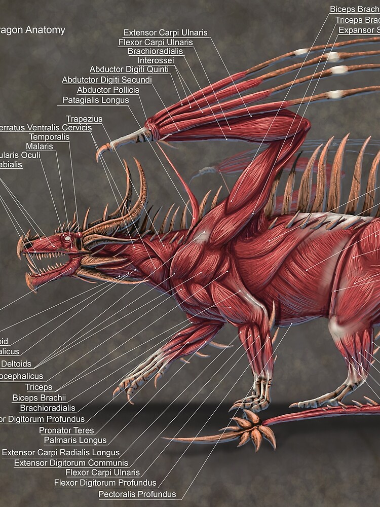 "Western Dragon Muscle Anatomy" Scarf by Thedragonofdoom | Redbubble