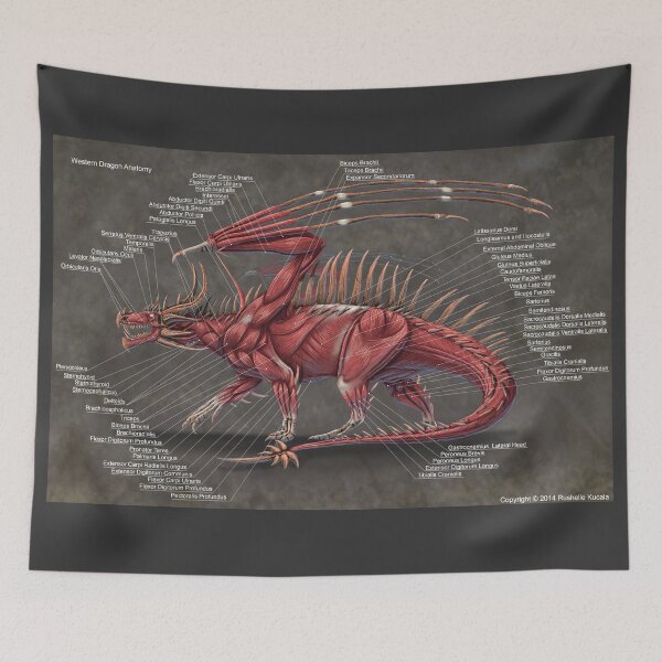 Item preview, Western Dragon Muscle Anatomy designed and sold by Thedragonofdoom.