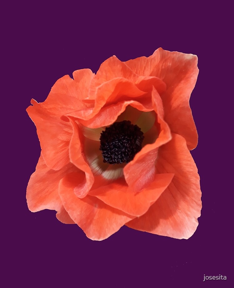 Anemone Flower - Flor Anémona