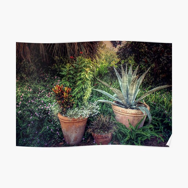Terra Cotta Trio at Sunset Poster
