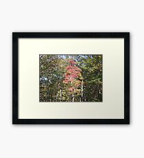 Premature Framed Print